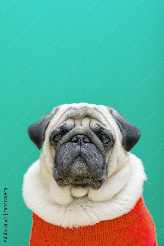 Beige pug dog in a red sweater on a blue-green background. vertical photo, copy space.