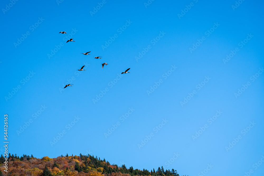 Canada goose flying in formation during autumn migration. Canada goose flying in formation during autumn migration.