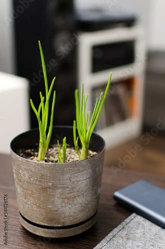 Home cultivation of onions in a pot