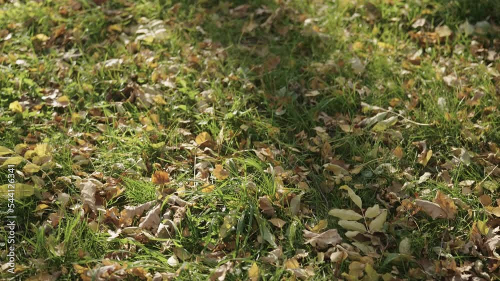 Slow motion pan of fallen leaves on grass in october Slow motion pan of fallen leaves on grass in october