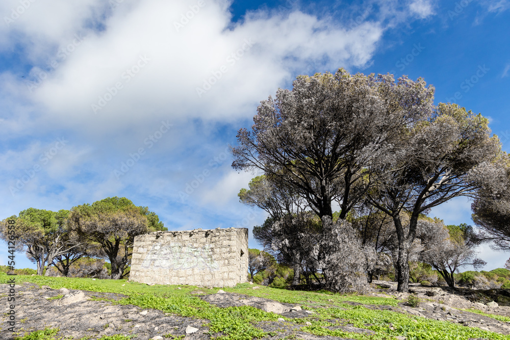 burned landscape, after recent fires, in the town of Hoyo de Pinares in the province of Avila, Spain