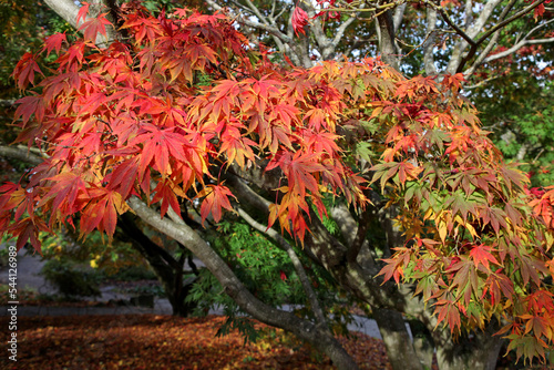 The autumn colours of the Acer palmatum 'Elegans' tree.
