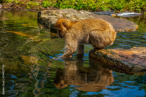 Photography Rhesus monkey in the Apenheul monkey park in the Netherlands.