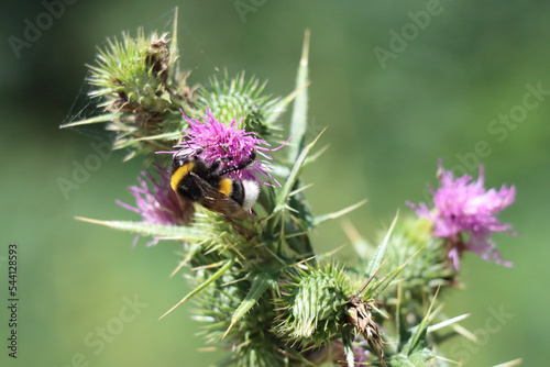 The Majestic Bombus lucorum - The White-tailed Bumblebee in Flight