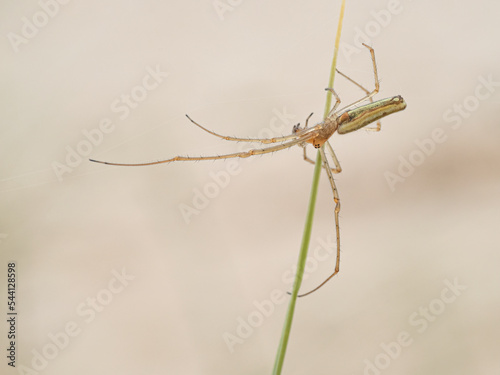 Long jawed Orb weaver Spider on web