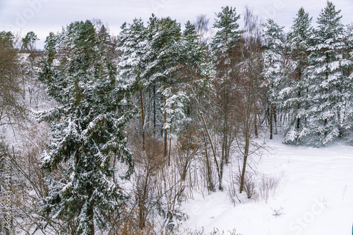 White snow on trees in winter. Coniferous forest in winter. Snow-covered branches of trees and shrubs after a snowfall. Pine trees in the winter season. Nature in the forest in winter. © Eduard Belkin