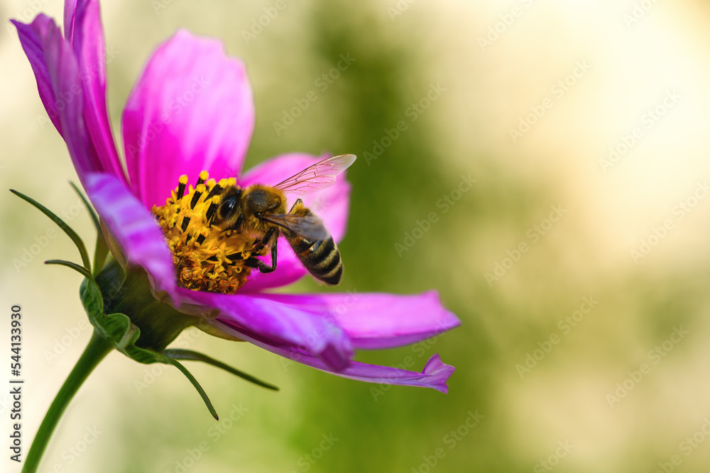 .Bee and flower. Close up of a large striped bee collects pollen on a pink Cosmea (Cosmos) flowers. Macro horizontal photography. Soft Summer and spring backgrounds .Bee and flower. Close up of a large striped bee collects pollen on a pink Cosmea (Cosmos) flowers. Macro horizontal photography. Soft Summer and spring backgrounds