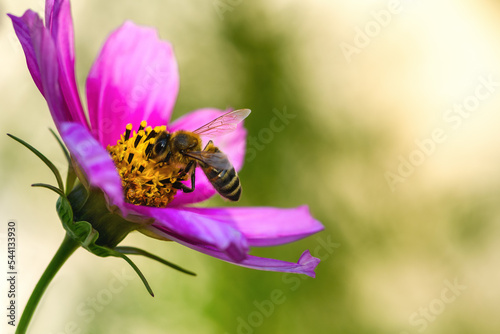 .Bee and flower. Close up of a large striped bee collects pollen on a pink Cosmea (Cosmos) flowers. Macro horizontal photography. Soft Summer and spring backgrounds