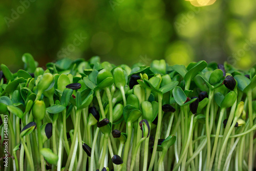 Close-up sunflower microgreen photo