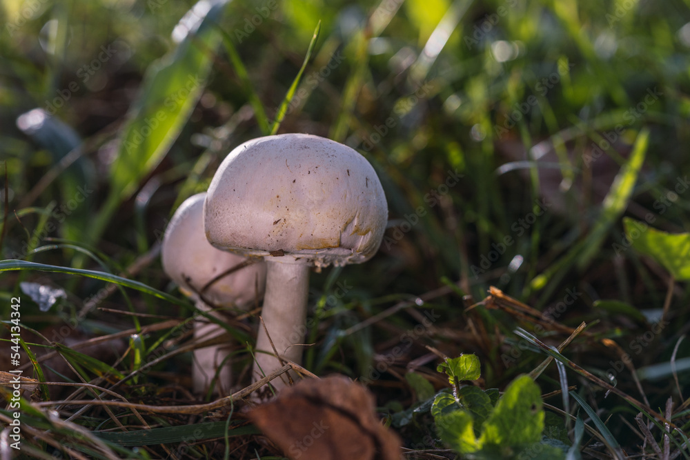 Season white porcini mushrooms in the forest. The fall season picks mushrooms. Healthy vegetarian foods that grow in nature. organic wooden plants Season white porcini mushrooms in the forest. The fall season picks mushrooms. Healthy vegetarian foods that grow in nature. organic wooden plants