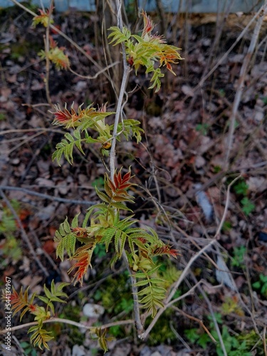 Spring foliage 