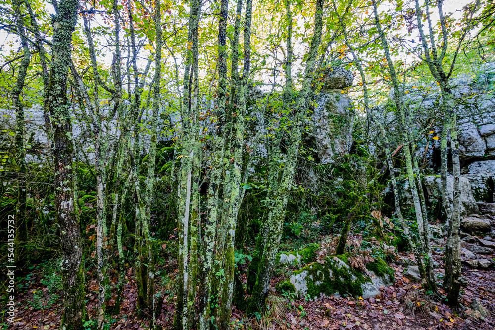 Le Bois De Païolive en Ardèche Le Bois De Païolive en Ardèche