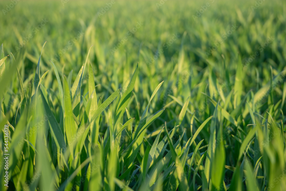 Spring background with green grass. Young green shoots grass on the field close-up Spring background with green grass. Young green shoots grass on the field close-up