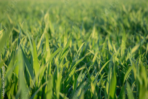 Spring background with green grass. Young green shoots grass on the field close-up