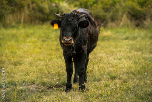 A young black bull in a green field