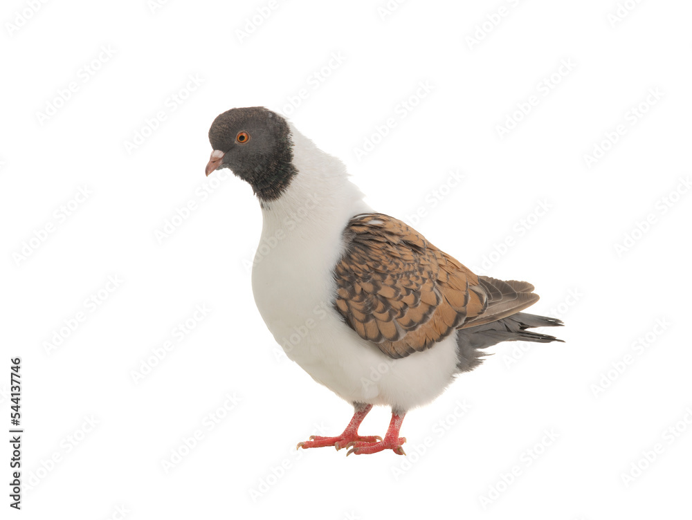Fototapeta premium german modena pigeon isolated on white background