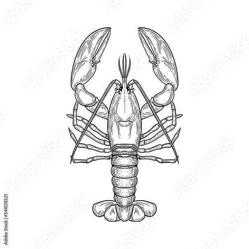 Vector black and white illustration of lobster