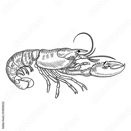 Lobster vector black and white illustration