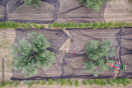 Raccolta delle olive e produzione olio extravergine di olive in puglia, italia