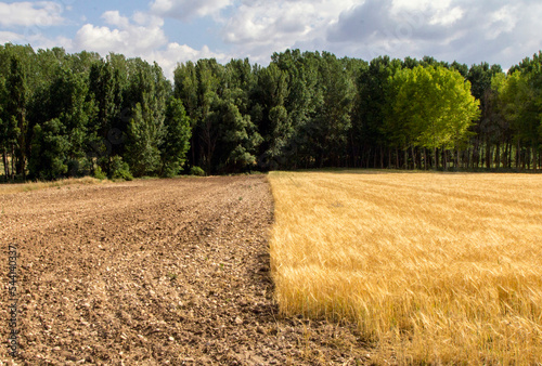 Contraste. Campo mitad preparado para el cultivo y la otra mitad con el grano ya maduro. Al fondo, un bosque. Provincia de Segovia, Castilla y León, España. photo