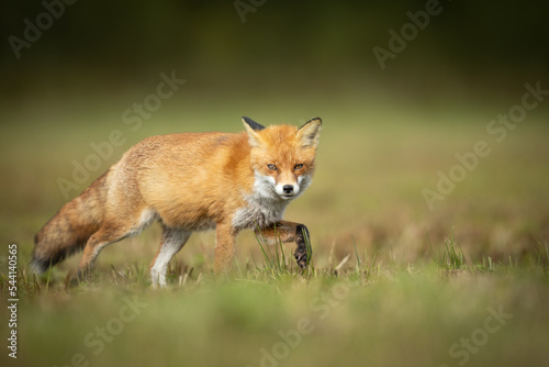 Fox Vulpes vulpes in autumn scenery, Poland Europe, animal walking among autumn meadow  © Marcin Perkowski