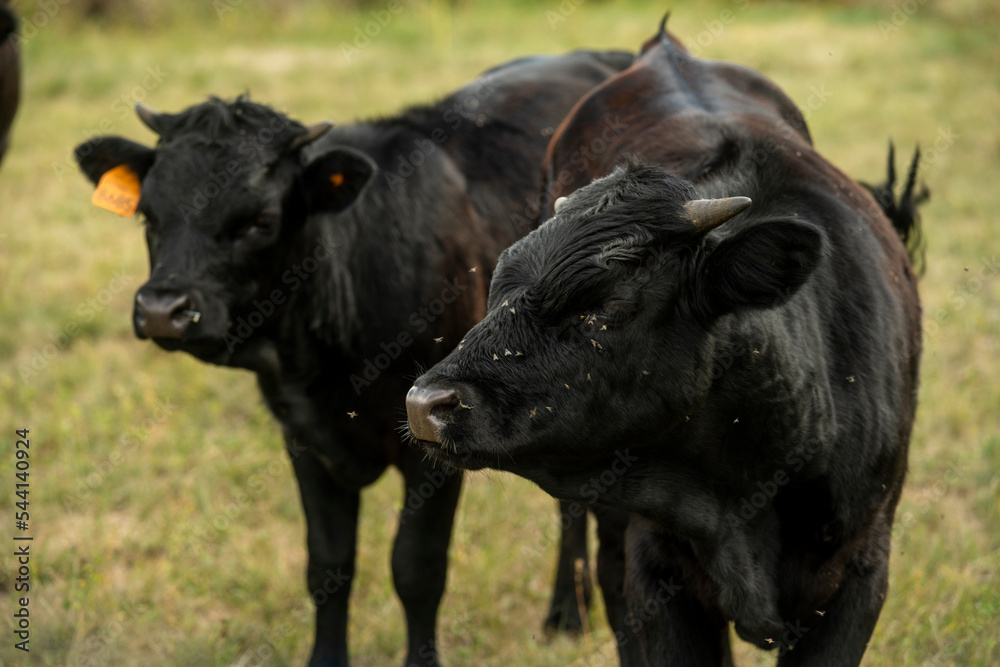 Young black bulls in a green field Young black bulls in a green field