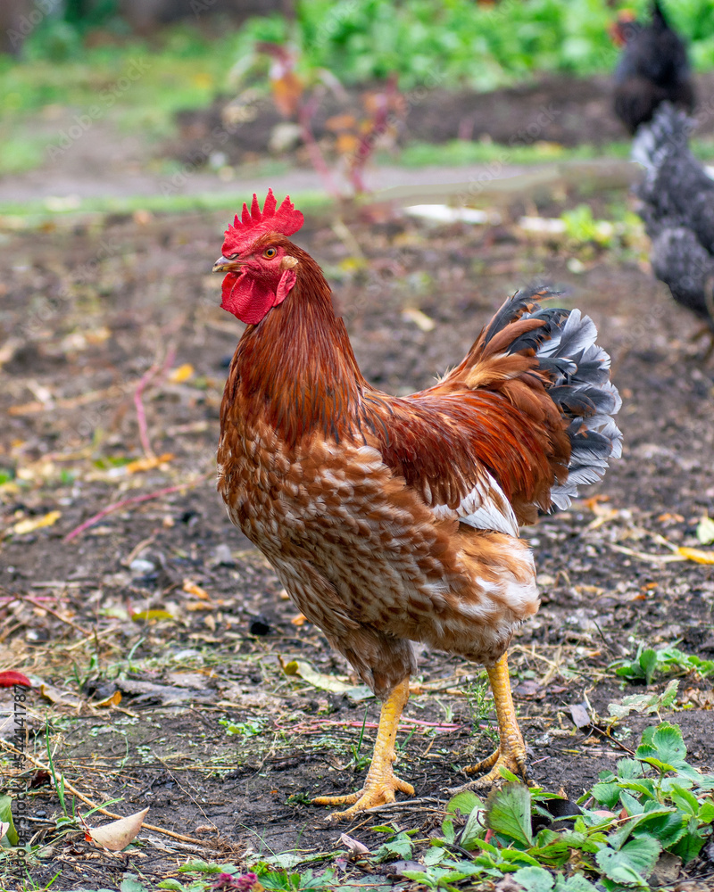 Bird chicken rooster Bird chicken rooster