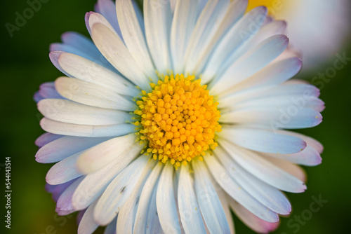 Macro view of Bellis perennis or daisy flower.