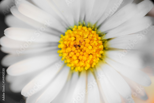 Macro view of Bellis perennis or daisy flower.