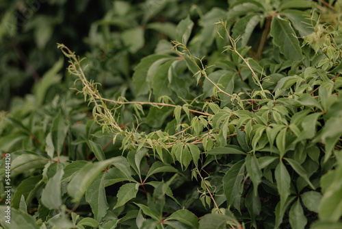 Parthenocissus tricuspidata, boston ivy, grape ivy, Japanese ivy. Plants in botanical garden. Green Leaves of a creeper Vine Plant. Wild grapes, green foliage, background.
