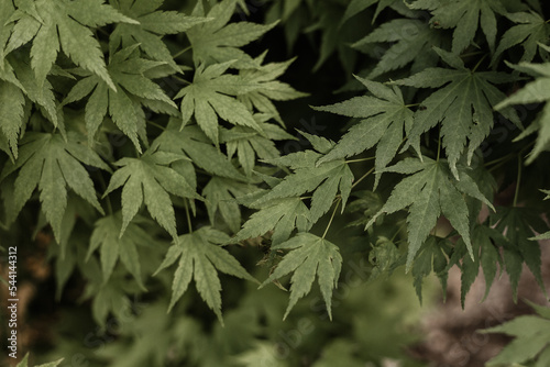 Acer palmatum, Japanese-maple. Green of Japanese maple. Beautiful green young leaves of Japanese maple. Nature background.