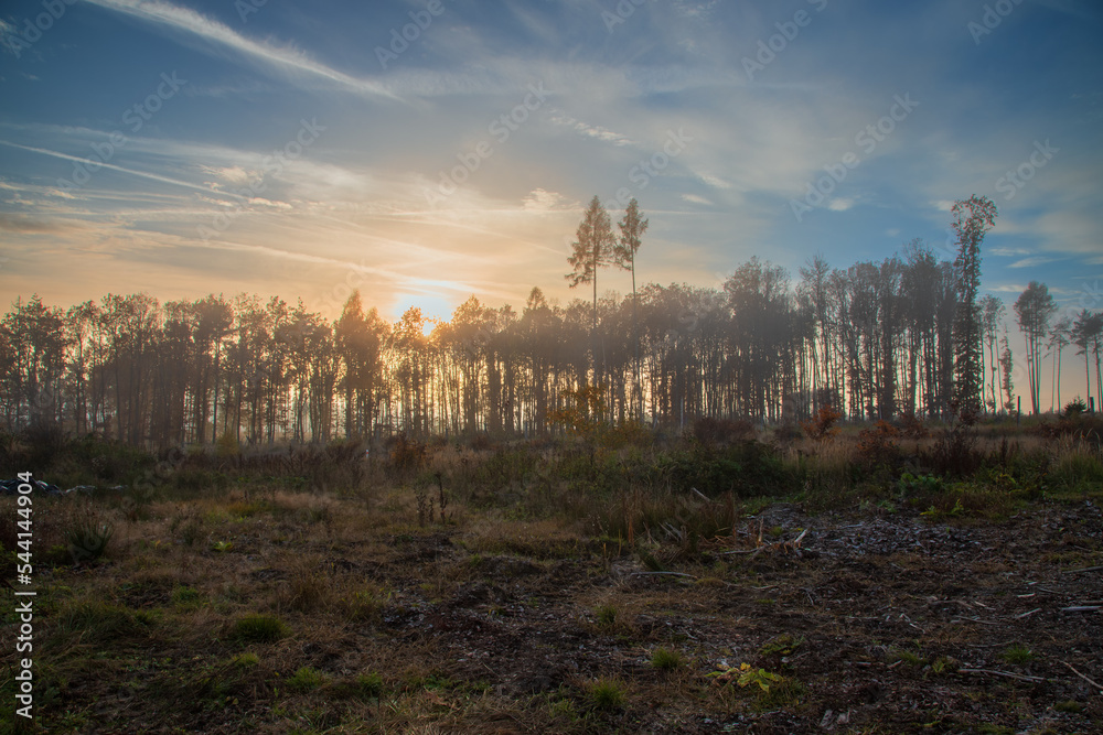 Obraz premium Cleared spruce forests in the Vysocina in the Czech Republic. The landscape is shrouded in fog, the sky is blue.