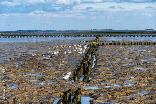 UNESCO-protected Wadden Sea between Ameland and Schiermonnikoog in the north of the Netherlands photo