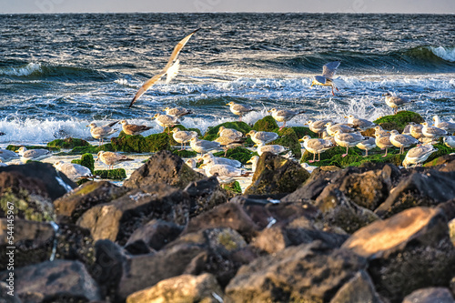 Herring gulls (Larus argentatus)  at the beach in the Netherlands, Ameland photo