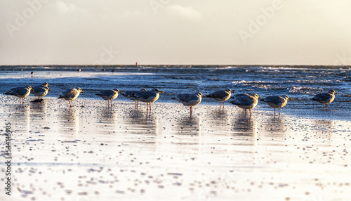 Fototapeta Naklejka Na Ścianę i Meble -  Herring gulls (Larus argentatus)  at the beach in the Netherlands, Ameland