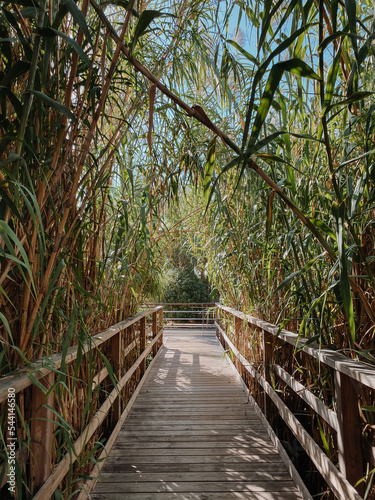 tourist wooden walking path with a wooden boardwalk surrounded by green giant reeds under a blue sky.