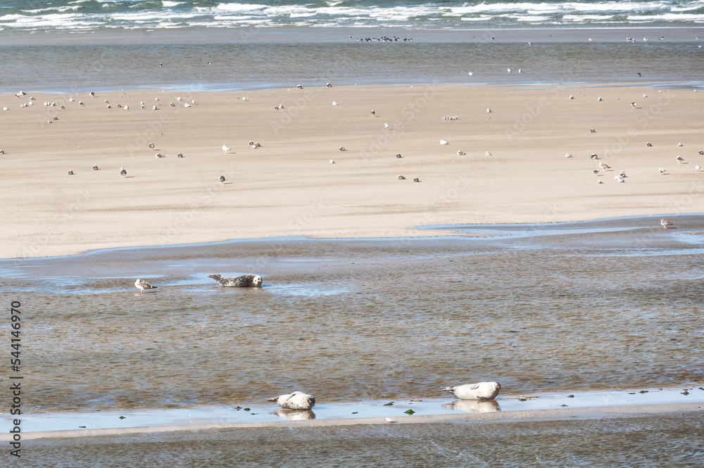 Obraz premium Grey and common seals resting on sand flats of Rif in tidal sea Waddensea, Netherlands