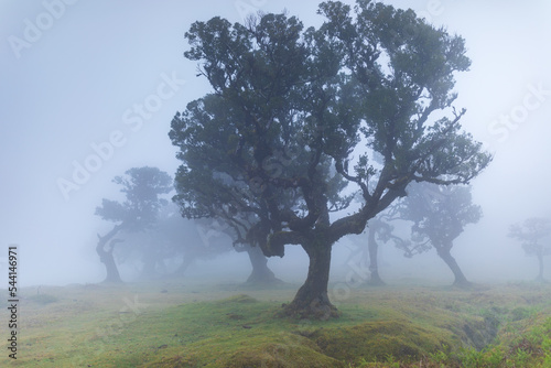 Fanal Madeira mist
