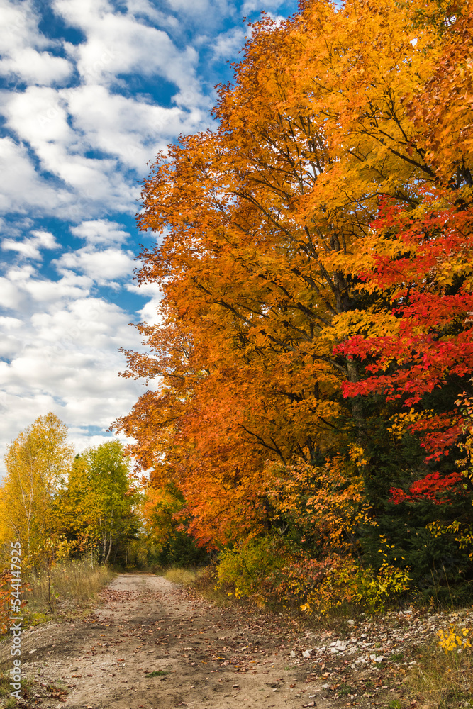 Obraz premium Golden Trees (2022)