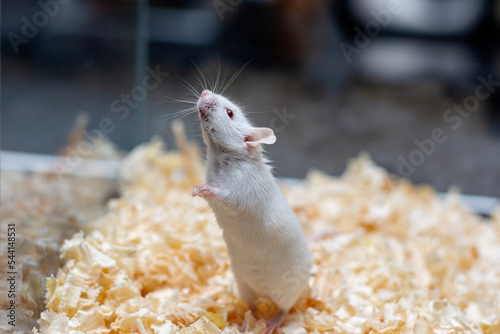 Cute pet - a white mouse with red eyes stands on two legs.
