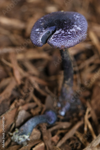 Cortinarius violaceus - violet webcap mushroom. photo