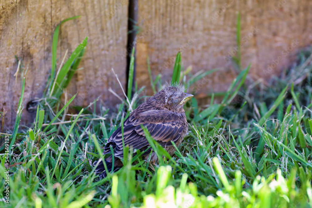 A house finch fledgling that fell off the nest on a back yard grass.