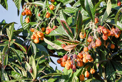 A male house finch perched on a loquat tree eating the over ripen fruit. photo