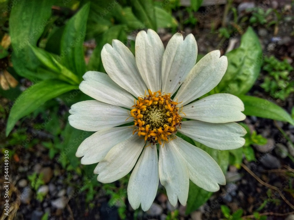 Obraz premium Zinnia angustifolia is a flowering plant of the genus Zinia that is native to northern and western Mexico and has lived in parts of the Southwestern United States.