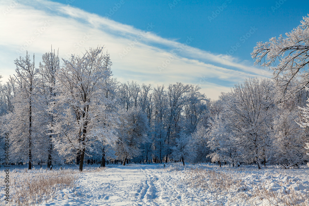 Picturesque snowy trees in a winter atmosphere after heavy snowfall. A path in a snow-covered forest. Winter snow trees, walk path  and footprints on the snow in perspective.