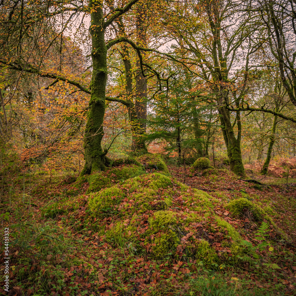 Obraz premium Autumn woodland colours in Glencoe.