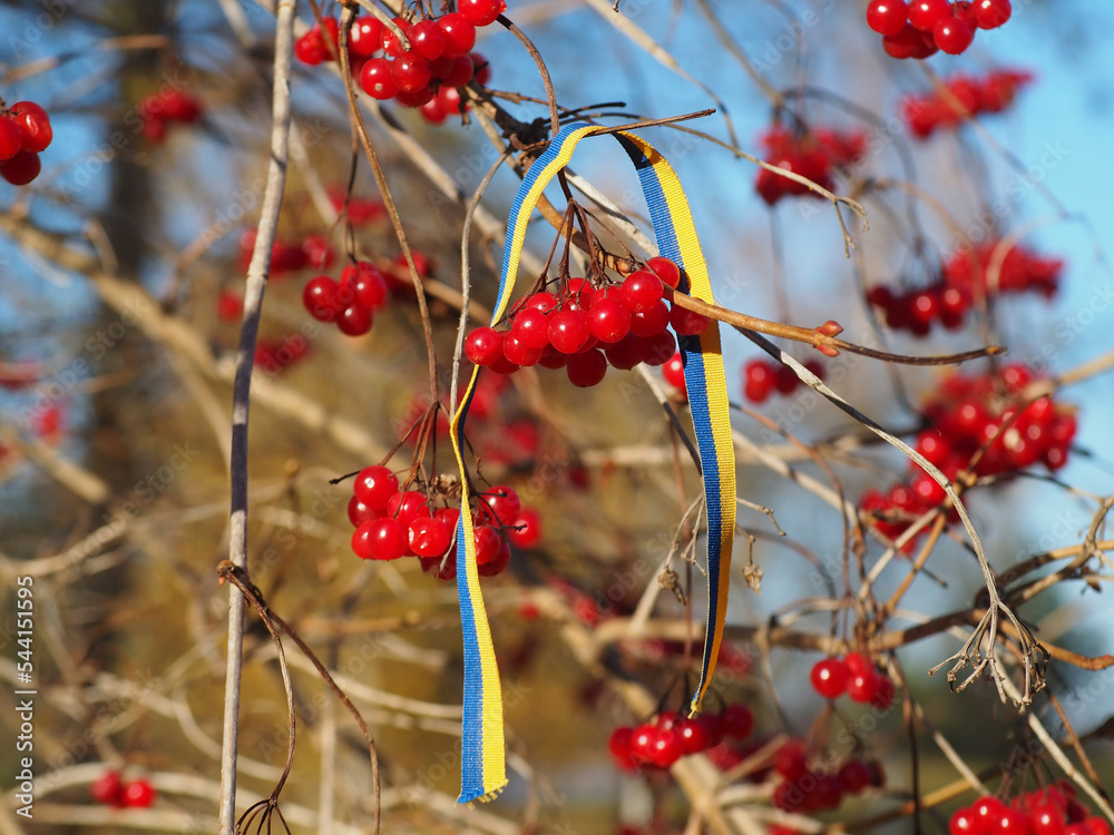 Viburnum opulus red berries and flag of Ukraine. Ukrainian patriotic folk song Oy U Luzi