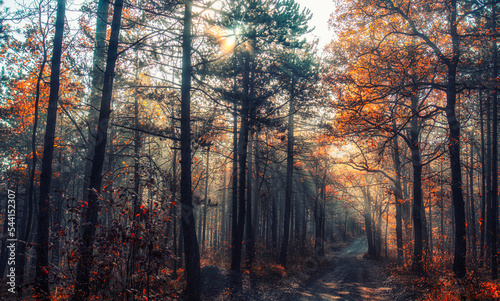 Fototapeta Naklejka Na Ścianę i Meble -  sun rays in misty autumn forest
