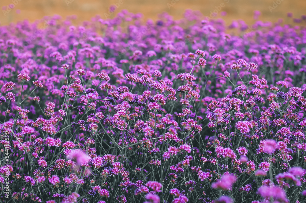 Obraz premium The purple margaret flower field is a flower bush that is planted for tourists to visit and take photos as a souvenir, and the purple margaret is also popular with tourists because of its beauty.