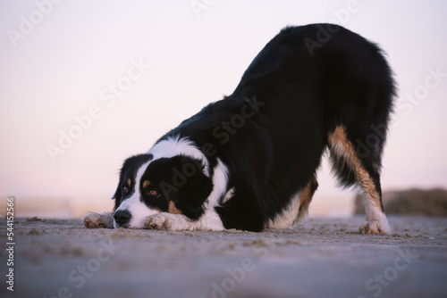 Hund verbeugt sich am Strand